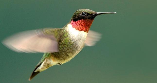 Hummingbirds